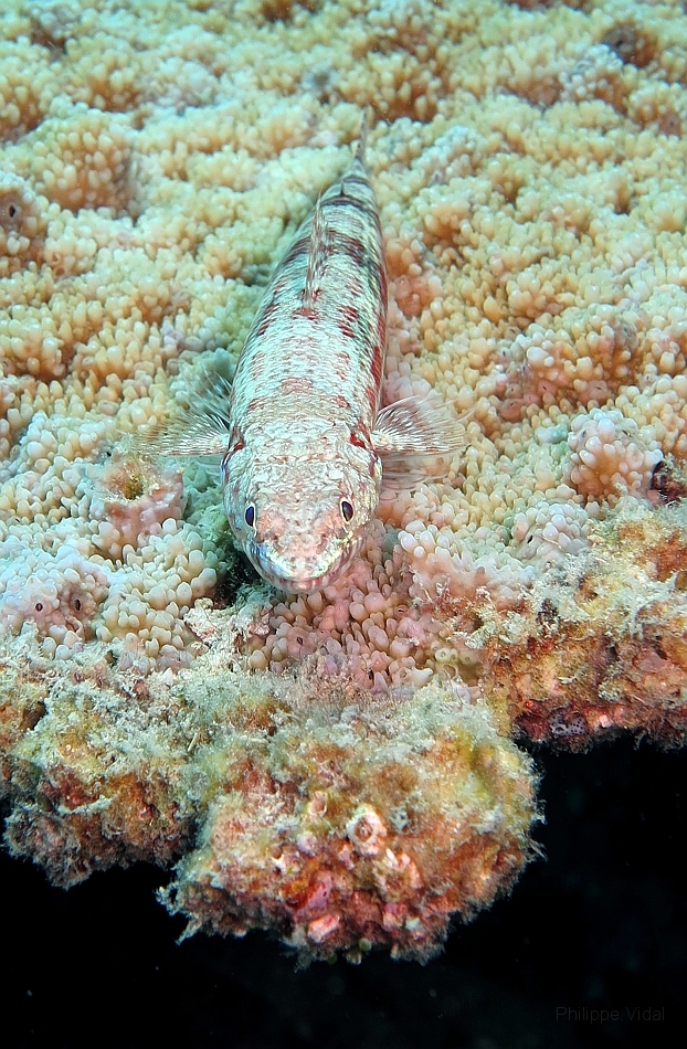 IMG_1127rf_Maldives_Madoogali_Plongee 11_Poisson lezard Anoli bigarre_Synodus variegatus.jpg